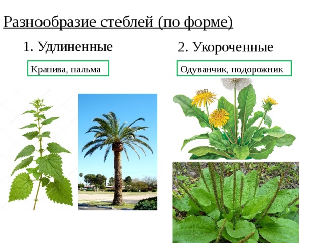 Разнообразие стеблей (по форме) 1. Удлиненные 2. Укороченные Крапива, пальма Одуванчик, подорожник 