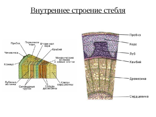 Внутреннее строение стебля 