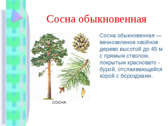 Сосна обыкновенная Сосна обыкновенная — вечнозеленое хвойное дерево высотой до 45 м с прямым стволом, покрытым красновато - бурой, отслаивающейся корой с бороздками. 