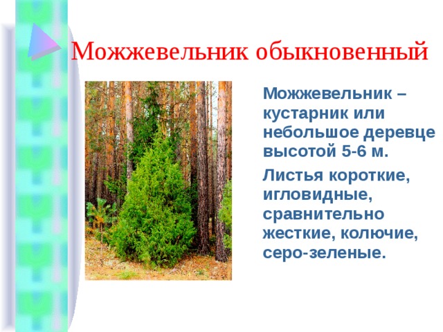 Можжевельник обыкновенный Можжевельник – кустарник или небольшое деревце высотой 5-6 м. Листья короткие, игловидные, сравнительно жесткие, колючие, серо-зеленые. 
