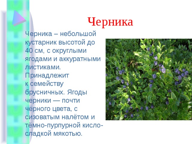 Черника Черника – небольшой кустарник высотой до 40 см, с округлыми ягодами и аккуратными листиками. Принадлежит к семейству брусничных. Ягоды черники — почти чёрного цвета, с сизоватым налётом и тёмно-пурпурной кисло-сладкой мякотью. 