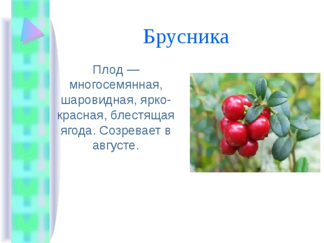Брусника Плод — многосемянная, шаровидная, ярко-красная, блестящая ягода. Созревает в августе. 