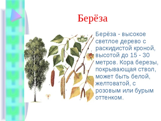 Берёза Берёза - высокое светлое дерево с раскидистой кроной, высотой до 15 - 30 метров. Кора березы, покрывающая ствол, может быть белой, желтоватой, с розовым или бурым оттенком. 