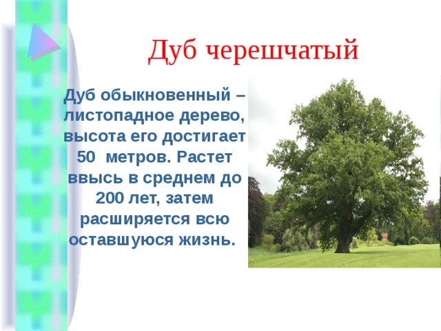 Дуб черешчатый Дуб обыкновенный – листопадное дерево, высота его достигает 50 метров. Растет ввысь в среднем до 200 лет, затем расширяется всю оставшуюся жизнь. 