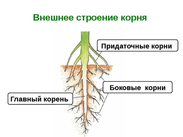 Строение корня 6 класс рисунок