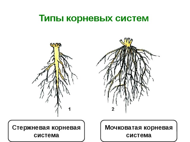 Мочковатая корневая система картинка