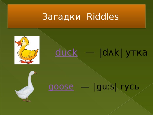 Загадки Riddles duck    —  |dʌk| утка goose    —  |ɡuːs| гусь 
