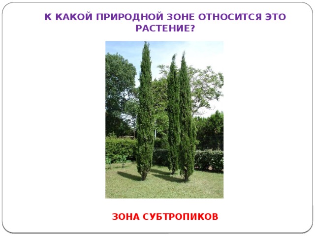 К КАКОЙ ПРИРОДНОЙ ЗОНЕ ОТНОСИТСЯ ЭТО РАСТЕНИЕ? ЗОНА СУБТРОПИКОВ 