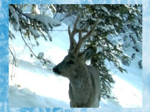 Дикий козлик Сибирская косуля – некрупный зверь из семейства оленей. Другое название: дикая коза. У самцов есть рожки, похожие на вилочку. На каждом рожке не более 2-3 отростков.  Сбрасывают рога в октябре. 