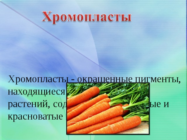  Хромопласты - окрашенные пигменты, находящиеся в телах высших растений, содержат только жёлтые и красноватые пигменты. 