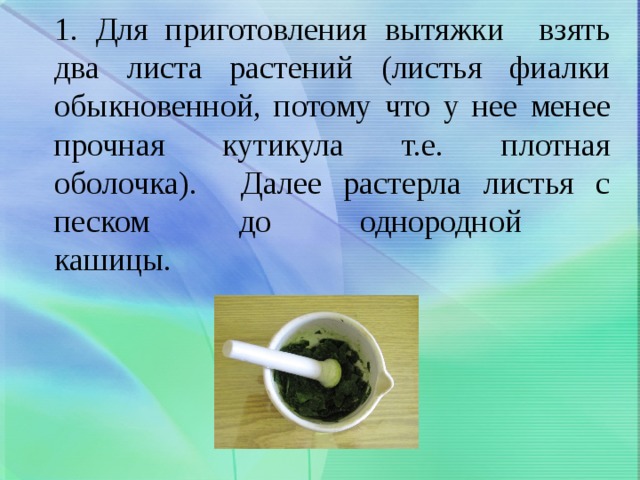 1. Для приготовления вытяжки взять два листа растений (листья фиалки обыкновенной, потому что у нее менее прочная кутикула т.е. плотная оболочка). Далее растерла листья с песком до однородной  кашицы.   
