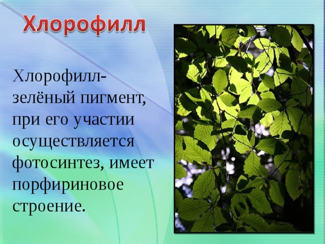  Хлорофилл- зелёный пигмент, при его участии осуществляется фотосинтез, имеет порфириновое строение. 