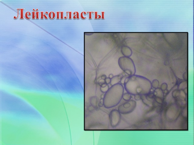                                 Лейкопласты - бесцветные пластиды, синтезируют и накапливают крахмал, жиры, белки, содержат ферменты. 