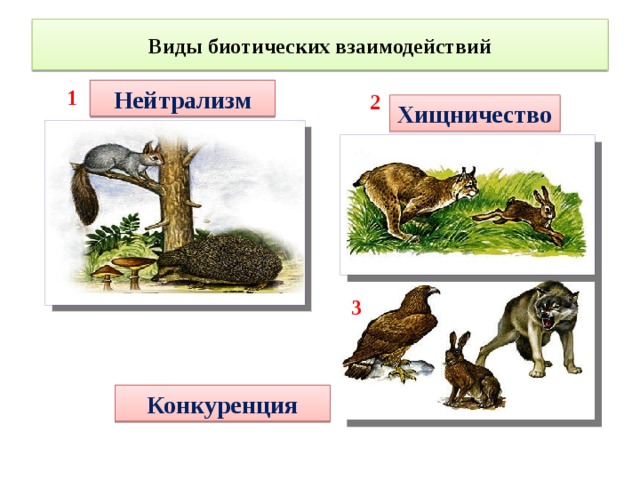Биотические взаимоотношения популяций в экосистемах