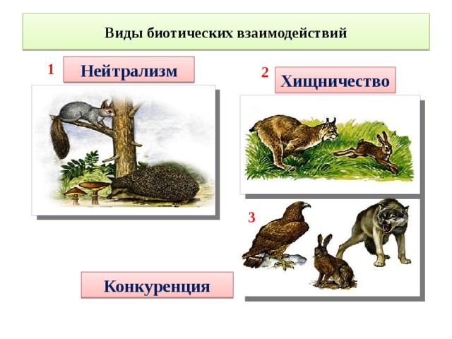 Виды биотических взаимодействий 1 Нейтрализм 2 Хищничество   3 Конкуренция 