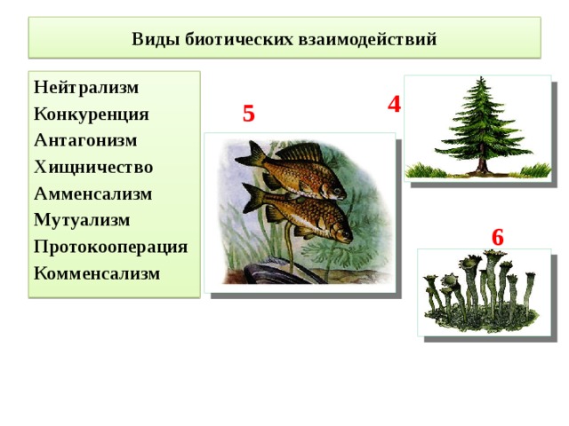 Виды биотических взаимодействий Нейтрализм Конкуренция Антагонизм Хищничество Амменсализм Мутуализм Протокооперация Комменсализм  4 5 6 