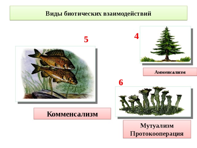 Виды биотических взаимодействий 4 5 Амменсализм 6 Комменсализм Мутуализм Протокооперация 