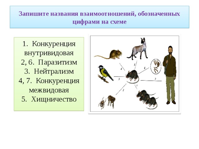 Запишите названия взаимоотношений, обозначенных цифрами на схеме 1. Конкуренция внутривидовая 2, 6. Паразитизм 3. Нейтрализм 4, 7. Конкуренция межвидовая 5. Хищничество 