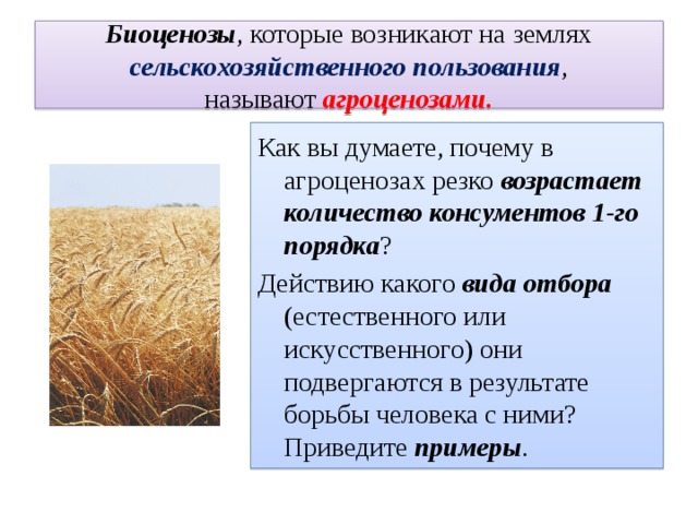 Биоценозы , которые возникают на землях сельскохозяйственного пользования , называют  агроценозами. Как вы думаете, почему в агроценозах резко возрастает количество консументов 1-го порядка ? Действию какого вида отбора (естественного или искусственного) они подвергаются в результате борьбы человека с ними? Приведите примеры . 