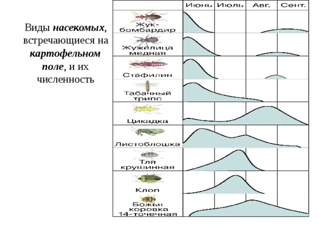 Виды насекомых , встречающиеся на картофельном поле , и их численность 