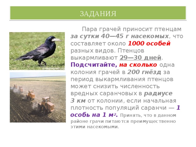 ЗАДАНИЯ  Пара грачей приносит птенцам за сутки 40—45 г насекомых , что составляет около 1000 особей разных видов. Птенцов выкармливают 29—30 дней . Подсчитайте,  на сколько одна колония грачей в 200 гнёзд за период выкармливания птенцов может снизить численность вредных саранчовых в радиусе 3 км от колонии, если начальная плотность популяций саранчи — 1 особь на 1 м 2 .  Принять, что в данном районе грачи питаются преимущественно этими насекомыми. 