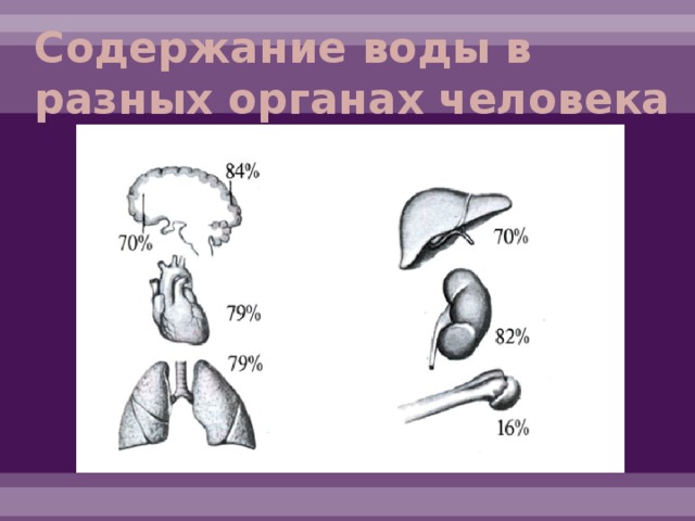 Содержание воды в разных органах человека 