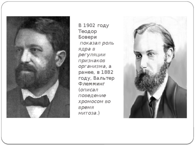 В 1902 году Теодор Бовери   показал роль ядра в регуляции признаков организма , а ранее, в 1882 году, Валь­тер Флемминг ( описал поведение хромосом во время митоза .) 