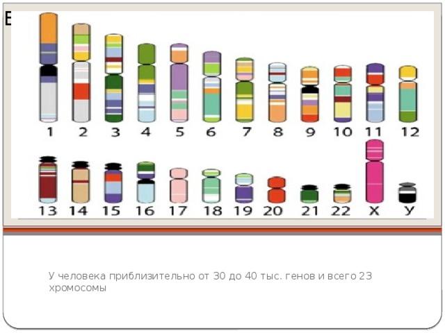 Вставка рисунка У человека приблизительно от 30 до 40 тыс. генов и всего 23 хромосомы 