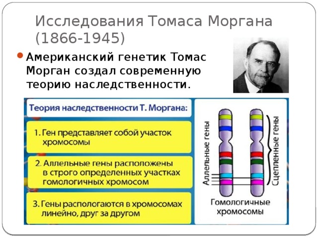 Положениями хромосомной теории наследственности является. Морган генетика теория наследственности. Хромосомная теория наследования Моргана.