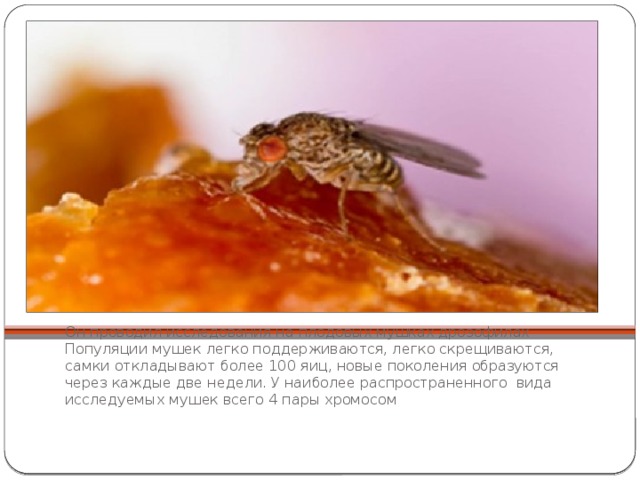 Он проводил исследования на плодовых мушках дрозофилах  Популяции мушек легко поддерживаются, легко скрещиваются, самки откладывают более 100 яиц, новые поколения образуются через каж­дые две недели. У наиболее распространенного  вида исследуемых мушек всего 4 пары хромосом 