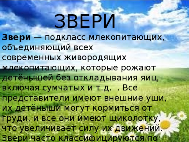 ЗВЕРИ Звери  — подкласc млекопитающих, объединяющий всех современных живородящих млекопитающих, которые рожают детёнышей без откладывания яиц, включая сумчатых и т.д. . Все представители имеют внешние уши, их детёныши могут кормиться от груди, и все они имеют щиколотку, что увеличивает силу их движений. Звери часто классифицируются по картине срастания зубов. 