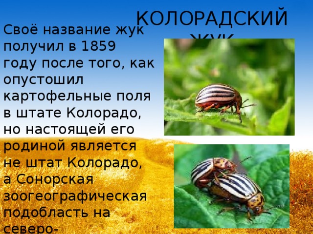 КОЛОРАДСКИЙ ЖУК Своё название жук получил в 1859 году после того, как опустошил картофельные поля в штате Колорадо, но настоящей его родиной является не штат Колорадо, а Сонорская зоогеографическая подобласть на северо-востоке Мексики. 