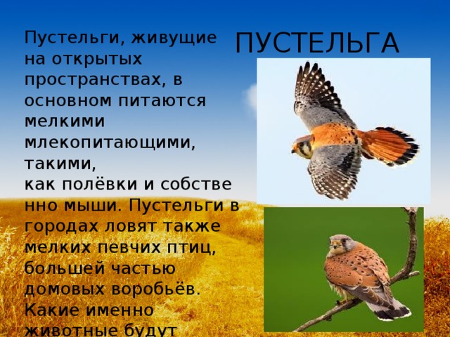 ПУСТЕЛЬГА Пустельги, живущие на открытых пространствах, в основном питаются мелкими млекопитающими, такими, как полёвки и собственно мыши. Пустельги в городах ловят также мелких певчих птиц, большей частью домовых воробьёв. Какие именно животные будут составлять основную часть добычи, зависит от локальных условий.  