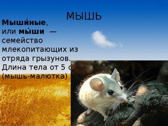 МЫШЬ Мыши́ные , или  мы́ши   — семейство млекопитающих из отряда грызунов. Длина тела от 5 см (мышь-малютка)  