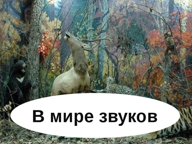 В мире звуков