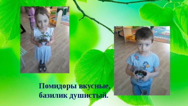 Помидоры вкусные,  базилик душистый. 