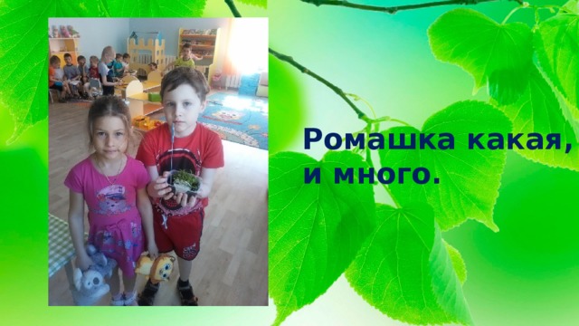 Ромашка какая,  и много. 
