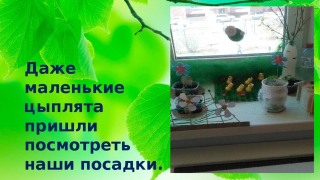 Даже маленькие цыплята пришли посмотреть наши посадки. 