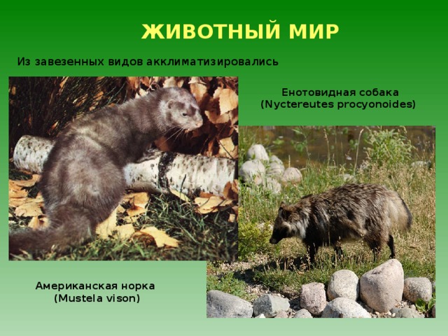 ЖИВОТНЫЙ МИР Из завезенных видов акклиматизировались Енотовидная собака (Nyctereutes procyonoides) Американская норка (Mustela vison) 