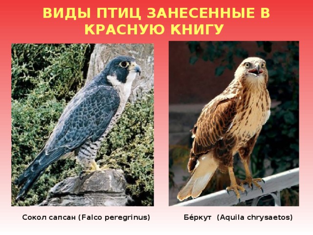 ВИДЫ ПТИЦ ЗАНЕСЕННЫЕ В КРАСНУЮ КНИГУ    Бе́ркут (Aquila chrysaetos) Сокол сапсан (Falco peregrinus) 
