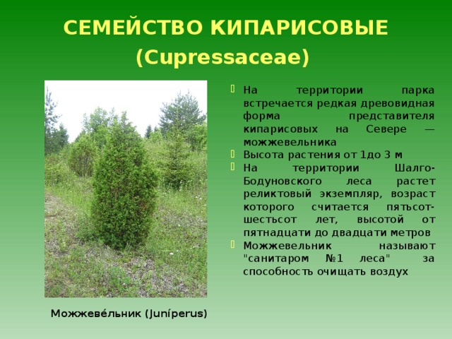 СЕМЕЙСТВО КИПАРИСОВЫЕ (Cupressaceae)  На территории парка встречается редкая древовидная форма представителя кипарисовых на Севере — можжевельника Высота растения от 1до 3 м На территории Шалго-Бодуновского леса растет реликтовый экземпляр, возраст которого считается пятьсот-шестьсот лет, высотой от пятнадцати до двадцати метров Можжевельник называют 