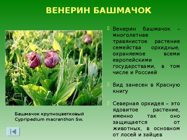 СКОПА (РЫБНЫЙ ОРЁЛ) Крупная хищная птица длиной 55—58см, с размахом крыльев 145—170см Нырять она может на глубину от одного до полутора метров Занесена в Красную книгу Российской Федерации Питается рыбой, в основном больной, сама притом не заражаясь, поскольку не употребляет в пищу внутренностей Селится на отдаленных территориях, подальше от человека и её гнёзда можно встретить на верхушках затопленных Волго-Балтом деревьев Скопа - Pandion haliaetus 