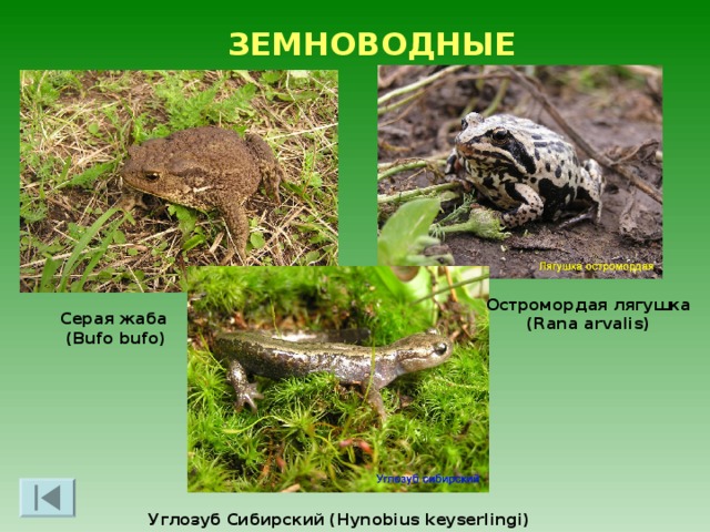 ФЕРАПОНТОВСКОЕ ОЗЕРО Площадь - 605 га Длина - 6 км, ширина - 1.6 км, глубина 10,2 м Второе название-Монастырское Бородаевское и Ферапонтовское озера соединяет узкий пролив – У́ски На озере есть два острова, один из которых который представляет овал длинной 70 м и шириной 20 м сложенный из валунов Основой острову послужила отмель, на нём патриарх Никон воздвиг крест и построил келью Ферапонтовское озеро 