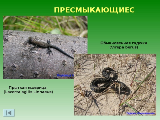 ЗЕМНОВОДНЫЕ Остромордая лягушка  (Rana arvalis) Серая жаба  (Bufo bufo) Углозуб Сибирский (Hynobius keyserlingi) 