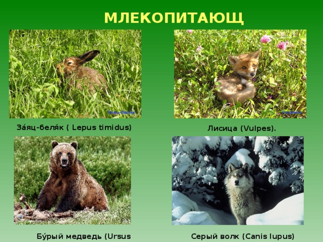 ПРЕСМЫКАЮЩИЕСЯ Обыкновенная гадюка  (Virepa berus) Прыткая ящерица  (Lacerta agilis Linnaeus) 