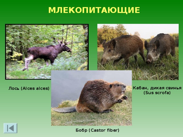 МЛЕКОПИТАЮЩИЕ За́яц-беля́к ( Lepus timidus)  Лисица (Vulpes). Серый волк (Canis lupus)  Бу́рый медведь (Ursus arctos) 