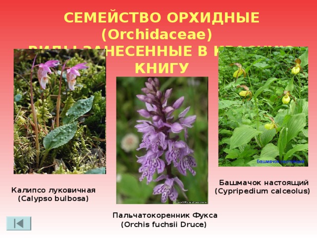 МЛЕКОПИТАЮЩИЕ Кабан, дикая свинья (Sus scrofa) Лось (Alces alces)  Бобр (Castor fiber) 