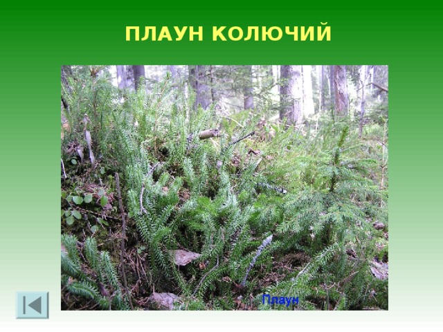 СЕМЕЙСТВО ОРХИДНЫЕ (Orchidaceae) ВИДЫ ЗАНЕСЕННЫЕ В КРАСНУЮ КНИГУ  Башмачок настоящий (Cypripedium calceolus) Калипсо луковичная (Calypso bulbosa) Пальчатокоренник Фукса (Orchis fuchsii Druce)  
