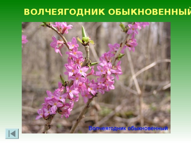 ПЛАУН КОЛЮЧИЙ 