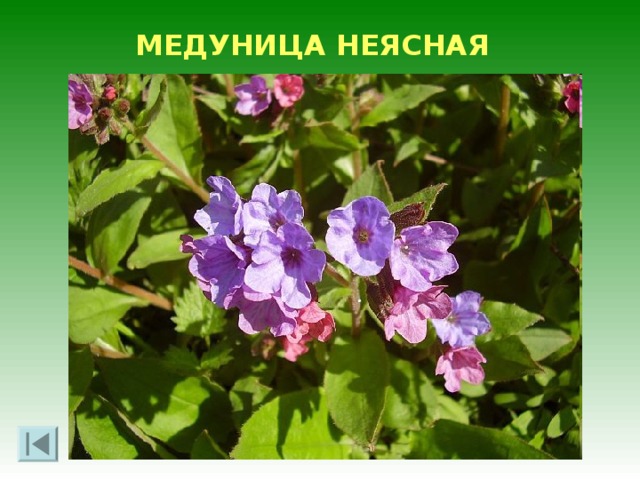 КНЯЖИК СИБИРСКИЙ 